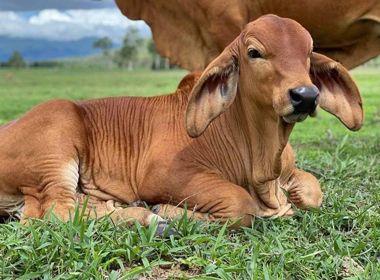 Minitube Australia Cattle TechDays